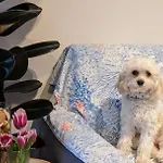 Delizioso Appartamentino Apartamento Viareggio