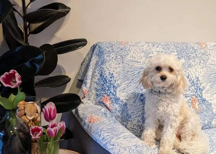 Delizioso Appartamentino Apartament Viareggio